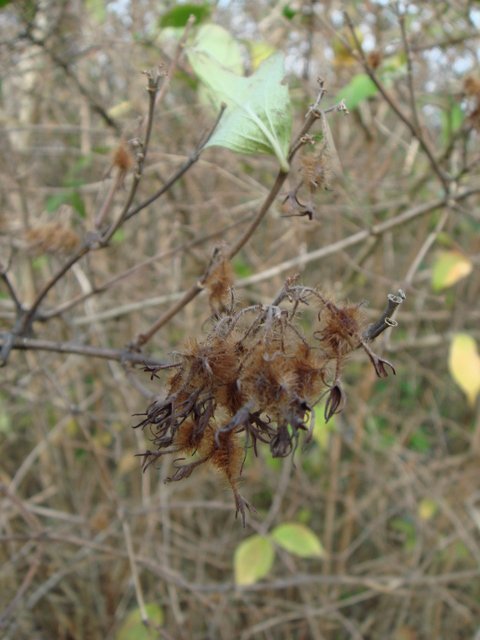 Kolkwitzia amabilis fruit